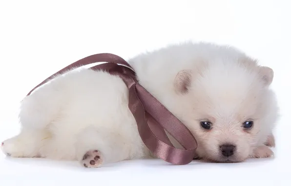 Picture white, baby, puppy, bow, Spitz