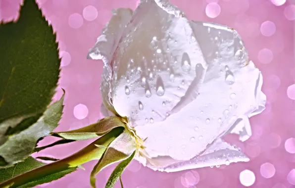 Picture flower, water, drops, Rosa, rose, petals, Bud