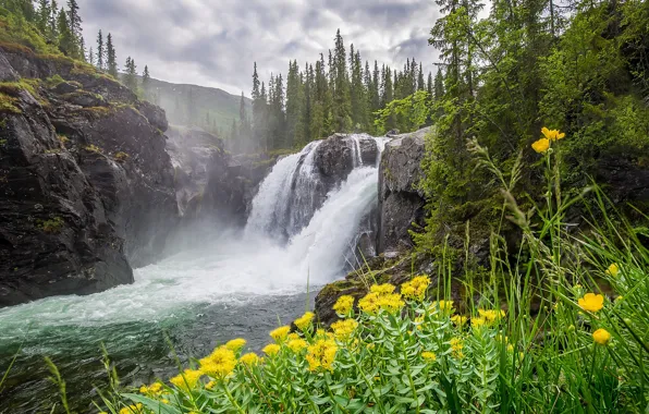 Picture forest, clouds, trees, flowers, mountains, river, stones, rocks, waterfall, moss, yellow