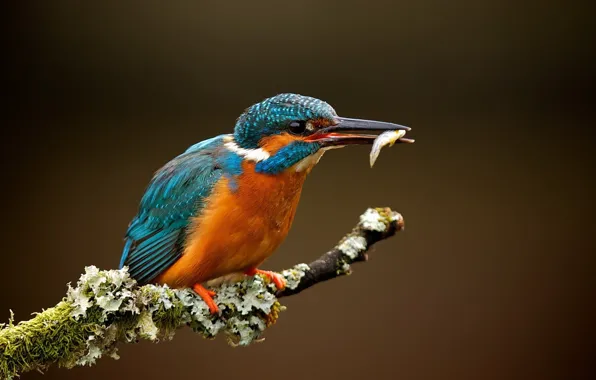 Picture colors, bird, blue, feathers, macro, orange, animal, fish, branch, Kingfisher, beak, plumage