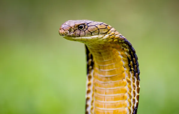 Picture viper, snake, cobra, reptile, cobra snake
