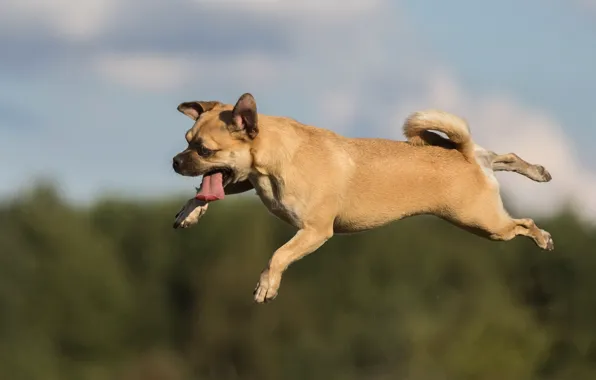 Picture language, jump, dog, flight