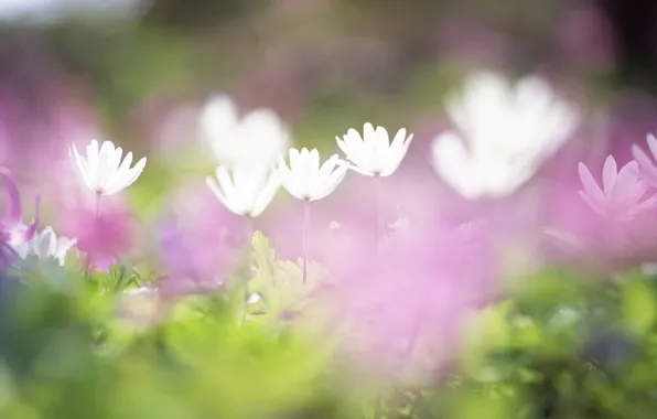Picture field, grass, flowers, tenderness, blur, white, lilac
