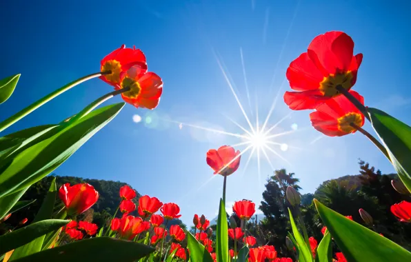 Picture the sky, the sun, rays, trees, flowers, tulips