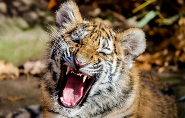 Picture face, tiger, mouth, cub, kitty, The Amur tiger, tiger