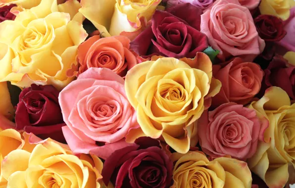 Picture roses, bouquet, raznotsvet
