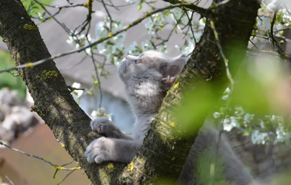 Picture tree, spring, Cat, curiosity, Scot