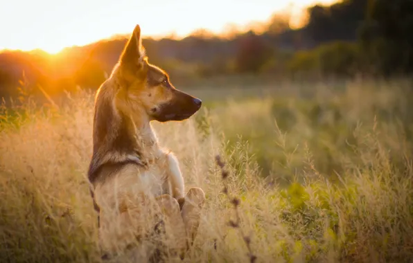 Picture grass, sunset, nature, dog, meadow, stand, shepherd