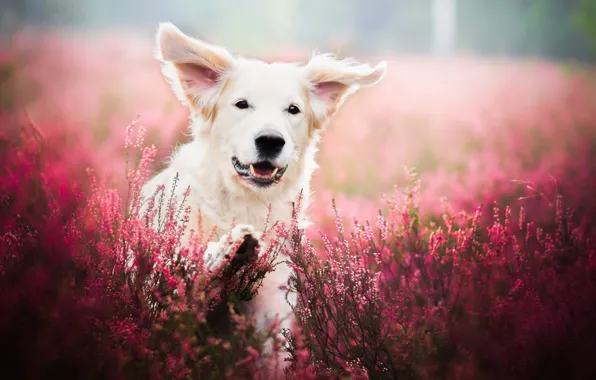 Picture field, flowers, nature, animal, dog, lavender, dog