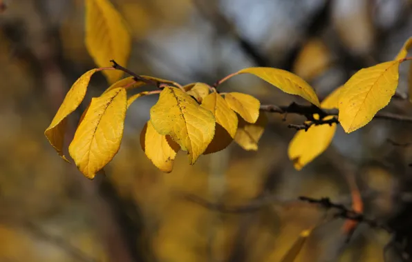 Picture leaves, yellow, Sunny, drain