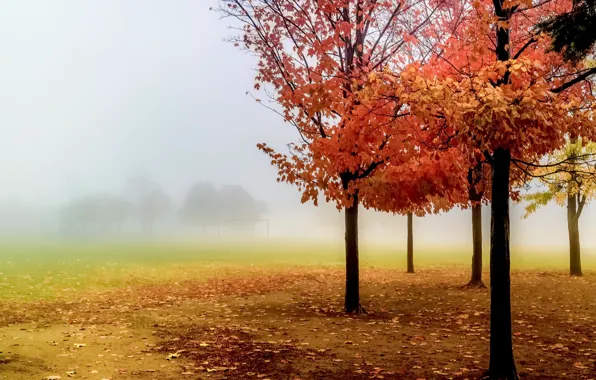 Picture autumn, trees, fog