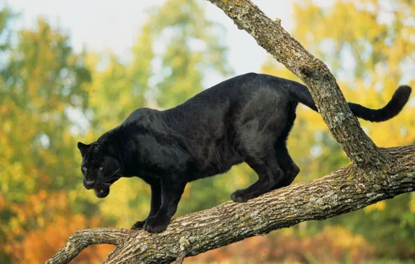 Picture tree, Panther, black Jaguar