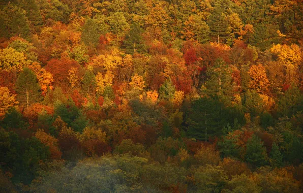 Picture autumn, forest, trees, colors, forest, Autumn, fall