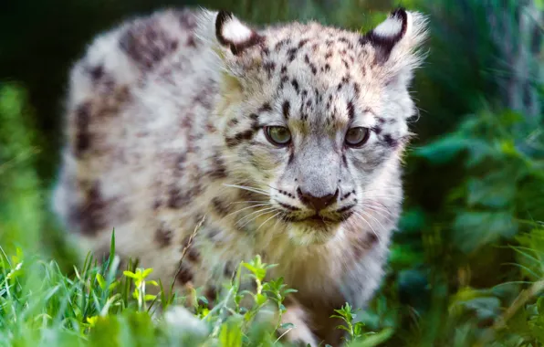 Picture grass, eyes, face, cats, kitty, portrait, baby, snow leopard, bars, wild cats, cub, zoo, walks