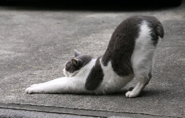 Picture cat, cat, asphalt, street, black and white, Kote, stretching, short tail