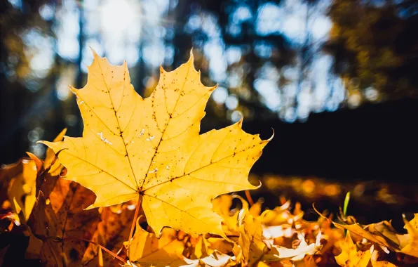 Picture autumn, leaves, macro, yellow, nature, sheet, dry, maple, fallen, bokeh, maple