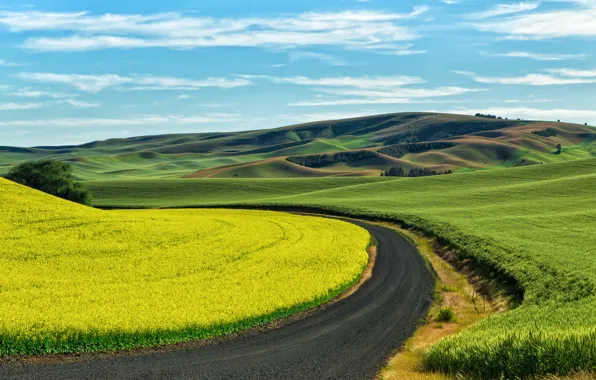 Picture wheat, field, USA, crops, rape, country road, Palouse, Southeast Washington