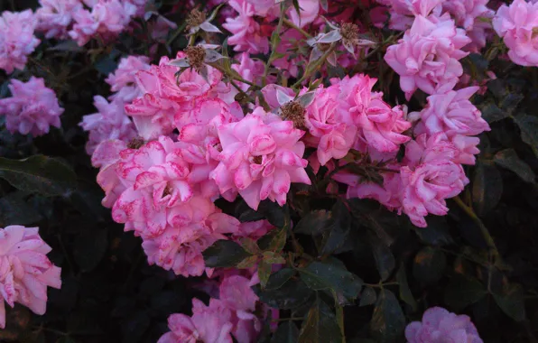 Picture flowers, pink, evening flowers