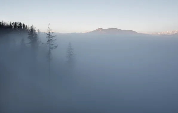 Picture trees, mountains, fog