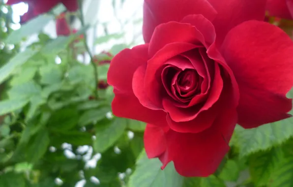 Picture Macro, Red, Rose, Flower