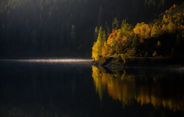 Picture autumn, forest, trees, lake, morning