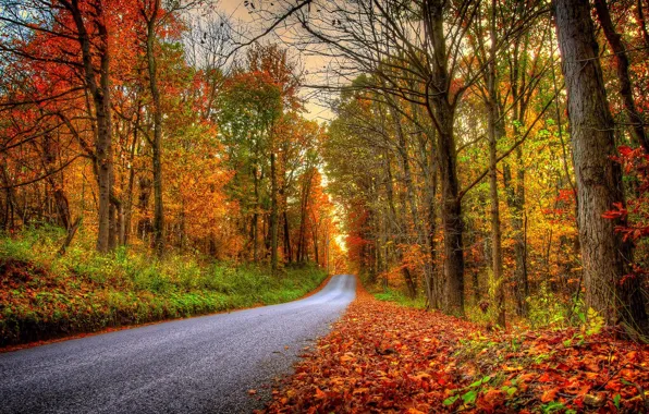 Picture road, autumn, forest, leaves, trees, nature, Park, colors, colorful, forest, road, trees, nature, park, autumn, …