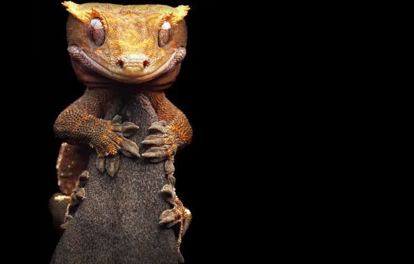 Picture branch, lizard, listovoi Madagascar Gecko
