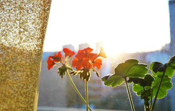 Picture Sunset, The sun, The evening, View, Window, Landscape, Geranium, Curtain, From the window