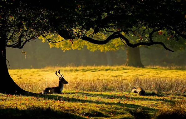 Picture grass, leaves, the sun, nature, tree, deer, horns, deer, cub