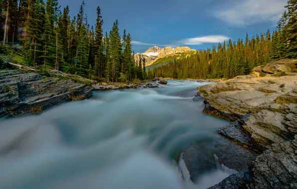 Picture forest, trees, mountains, river, Canada, Albert, Banff National Park, Alberta, Canada, Banff national Park
