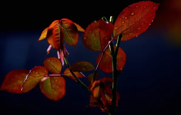 Picture autumn, leaves, water, drops, branch