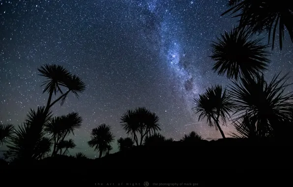 Picture the sky, stars, night, palm trees, meteor, photographer, Mark Gee