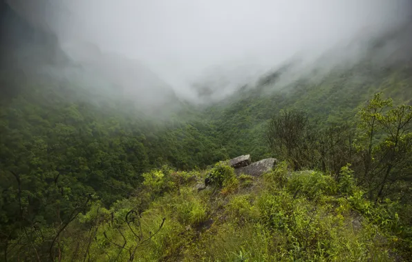 Picture forest, mountains, fog, gorge