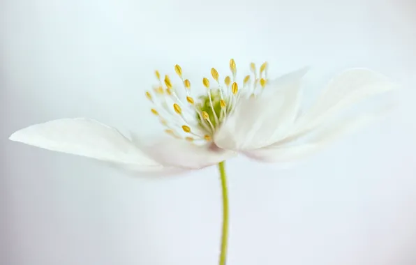 Picture flower, petals, stem, stamens
