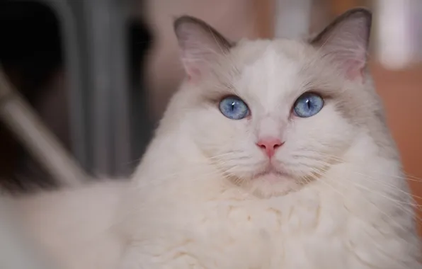 Picture cat, look, portrait, muzzle, blue eyes, krasava, Ragdoll