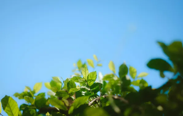 Picture the sky, green leaves, branch