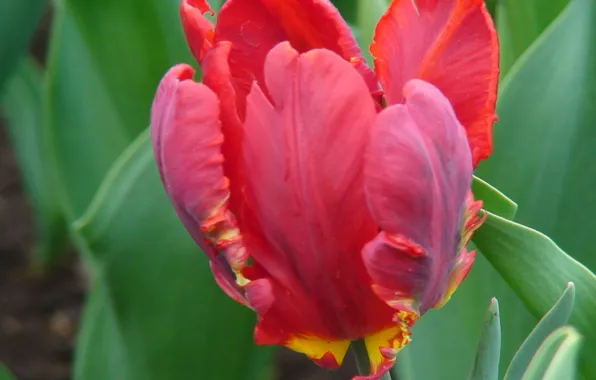 Picture flower, leaves, red, Tulip, Bud, petal, crinkled
