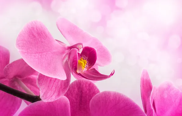 Picture flower, background, petals, stem, pink, Orchid