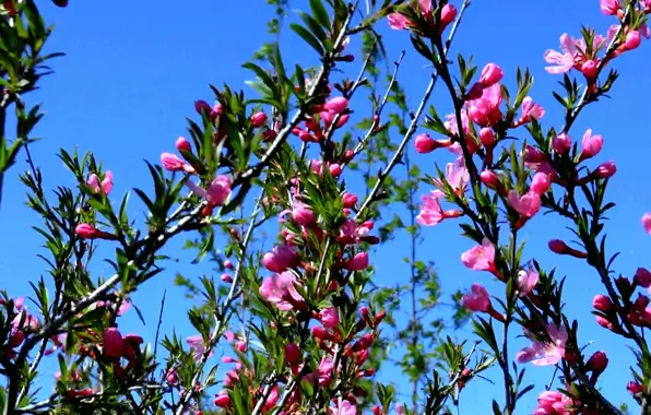 Picture the sky, flowers, spring, Barberry