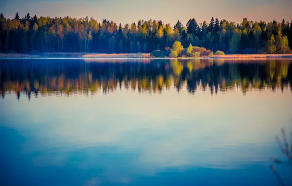 Picture forest, water, trees, landscape, nature, lake, surface, reflection, river, horizon