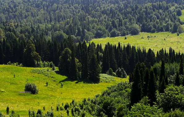 Picture greens, forest, trees, dal, Ural