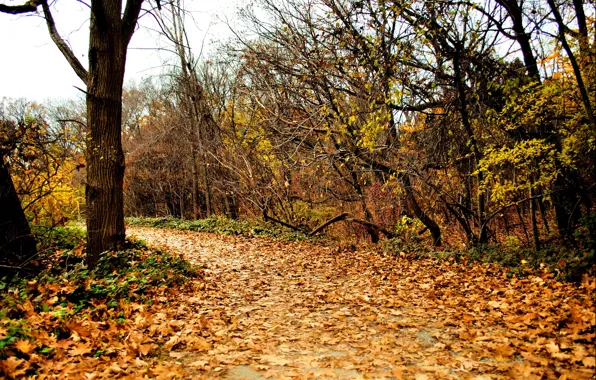 Picture autumn, foliage, track, Nature, autumn, leaves, path, fall