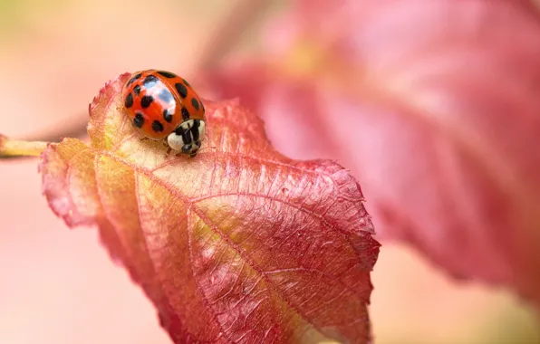 Picture red, sheet, ladybug, insect