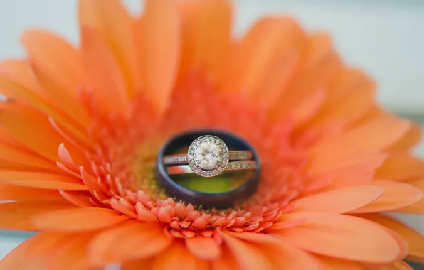Picture flower, ring, gerbera, wedding