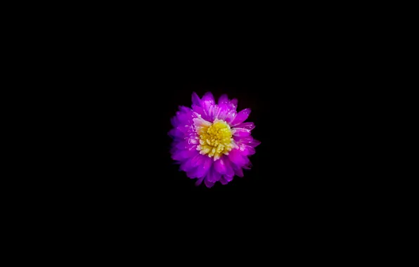 Picture flower, nature, night, macro, day, color, december