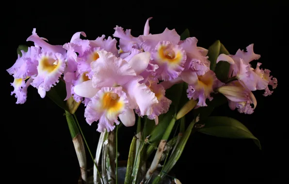 Picture Bouquet, black background, orchids