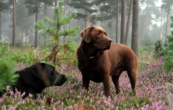Picture forest, dogs, nature