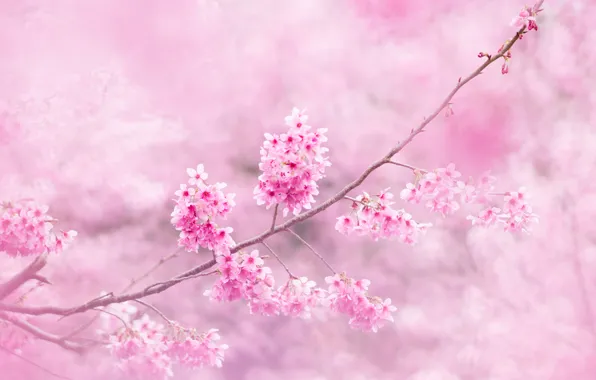 Picture flowers, branches, Sakura