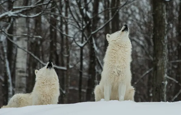 Picture winter, forest, snow, wolves, white, two, polar