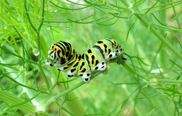 Picture caterpillar, green, a blade of grass